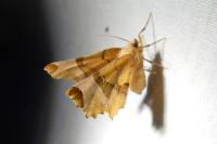 Selenia lunularia