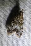 Eudonia mercurella