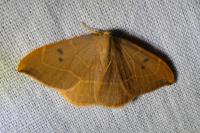 Watsonalla binaria