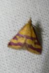 Pyrausta sanguinalis