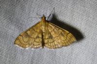 Anania verbascalis