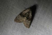 Meganola togatulalis