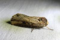 Axylia putris
