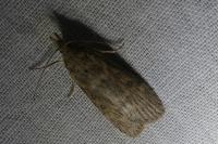 Lamoria anella
