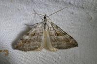 Aplocera