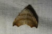 Laspeyria flexula