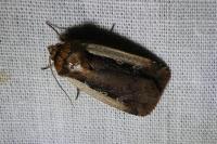 Ochropleura plecta