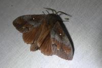 Dendrolimus pini pini