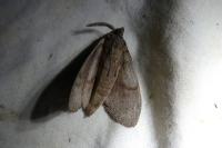 Dendrolimus pini pini