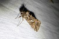 Trichoplusia ni