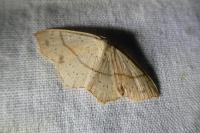 Cyclophora punctaria