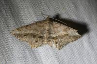 Chiasmia aestimaria