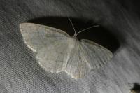 Cabera exanthemata