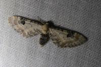 Eupithecia centaureata