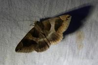 Dysgonia algira