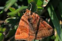 Euclidia glyphica