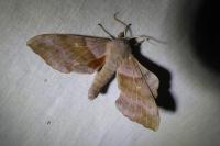 Laothoe populi