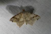 Macaria alternata