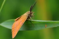 Diacrisia sannio