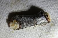 Phalera bucephala
