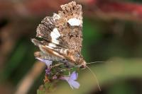 Tyta luctuosa