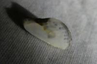 Cilix glaucata/hispanica