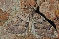 Thera cognata