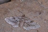 Peribatodes secundaria secundaria