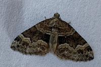 Perizoma bifaciata