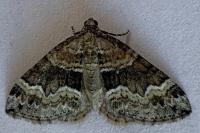 Perizoma bifaciata