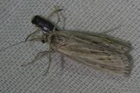 Pediasia fascelinella