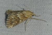 Cynaeda dentalis