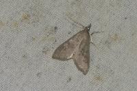 Mecyna asinalis