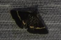 Pyrausta cingulata