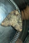 Mesapamea secalella/secalis