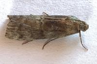 Phycita roborella
