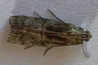 Phycita roborella