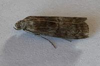 Phycita roborella