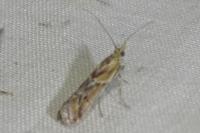 Ancylosis cinnamomella
