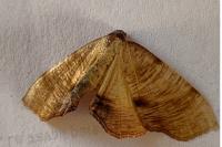 Plagodis dolabraria