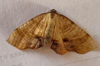 Plagodis dolabraria