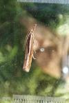 Agriphila tristella