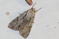 Acronicta psi/tridens
