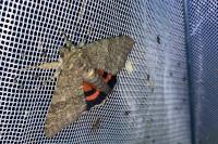 Catocala nupta