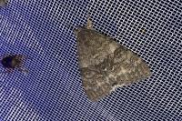 Catocala nupta