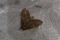 Notodonta torva
