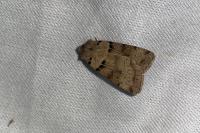 Eugnorisma depuncta