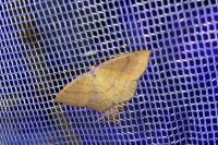 Cyclophora linearia