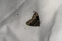 Ecliptopera silaceata