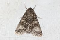 Acronicta megacephala